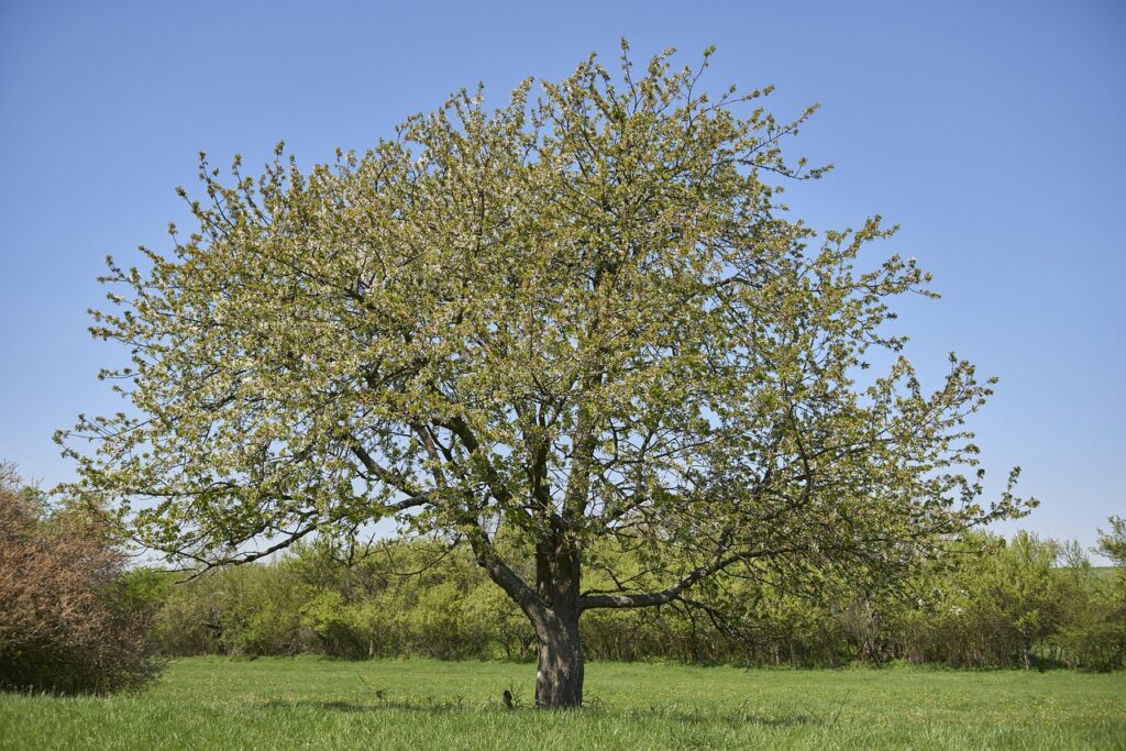 Baum auf Wiese